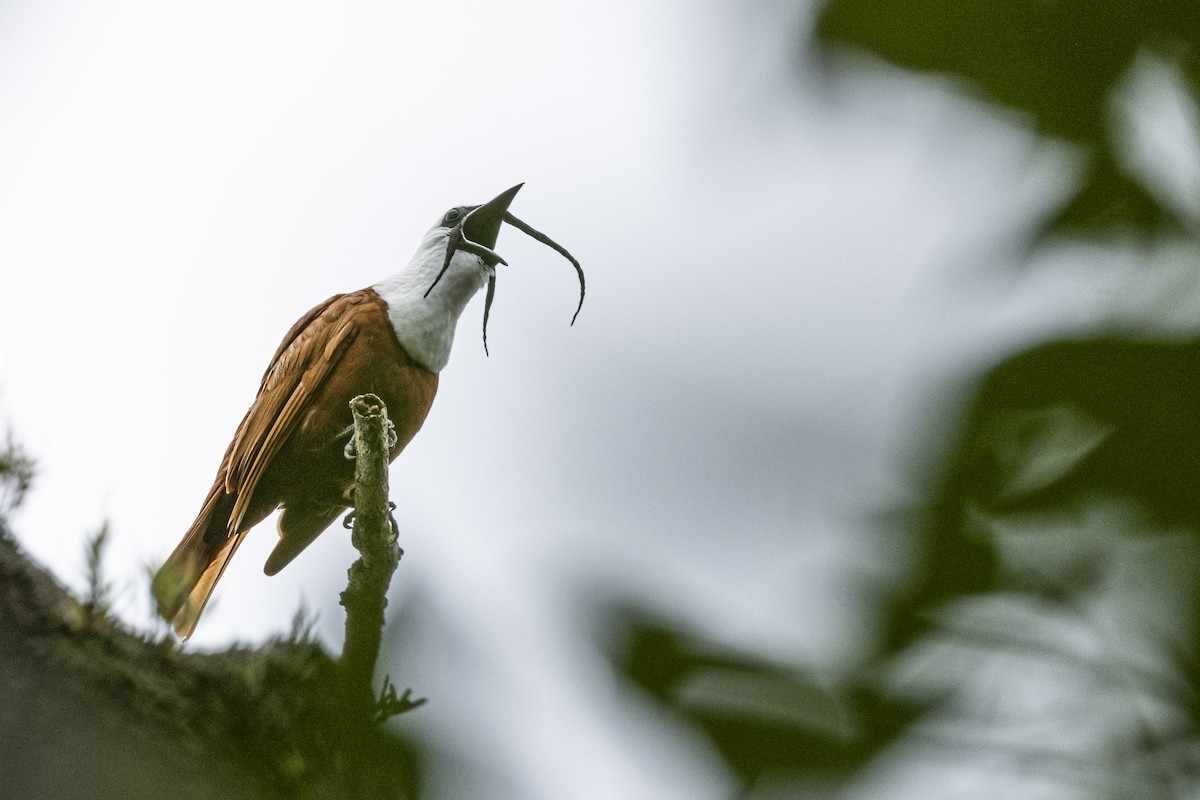 Three-wattled Bellbird - ML641283790