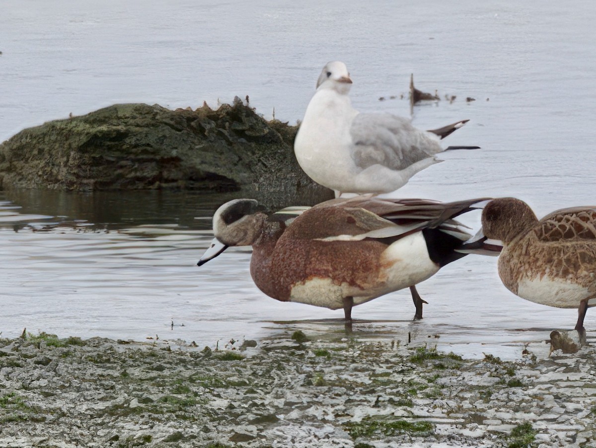 Canard d'Amérique - ML641283794