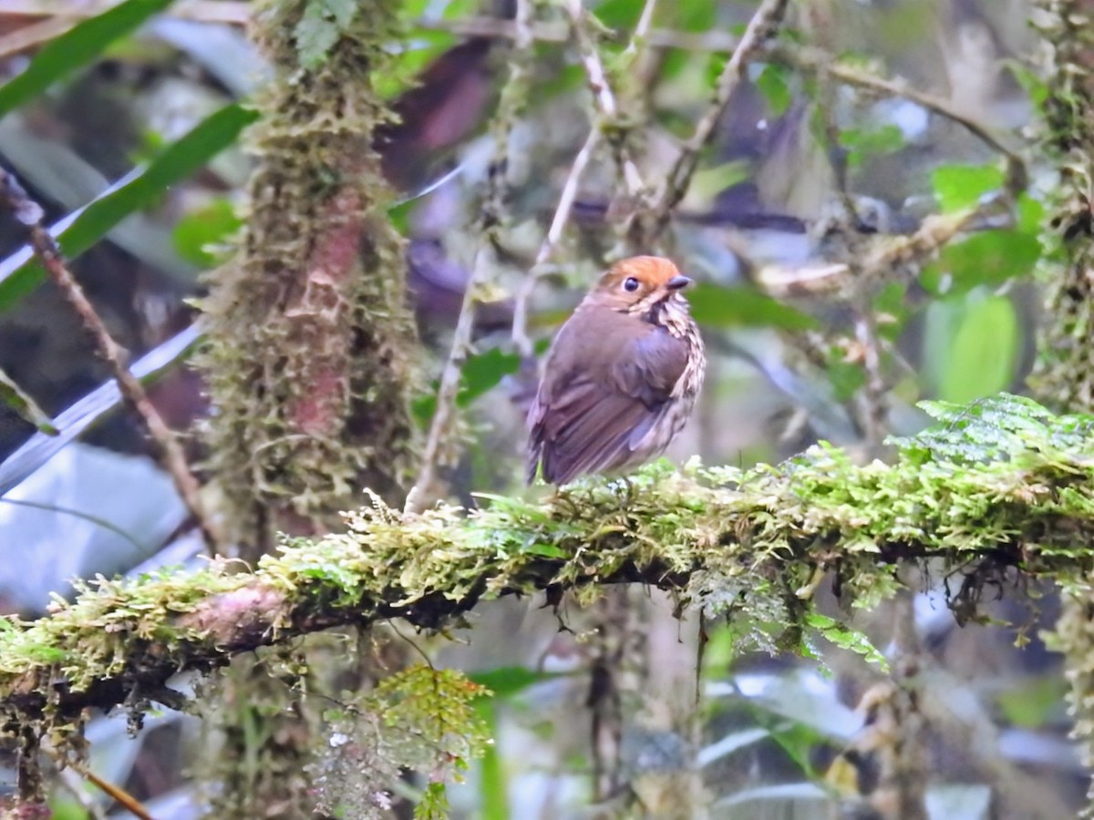 Ochre-fronted Antpitta - ML641283808