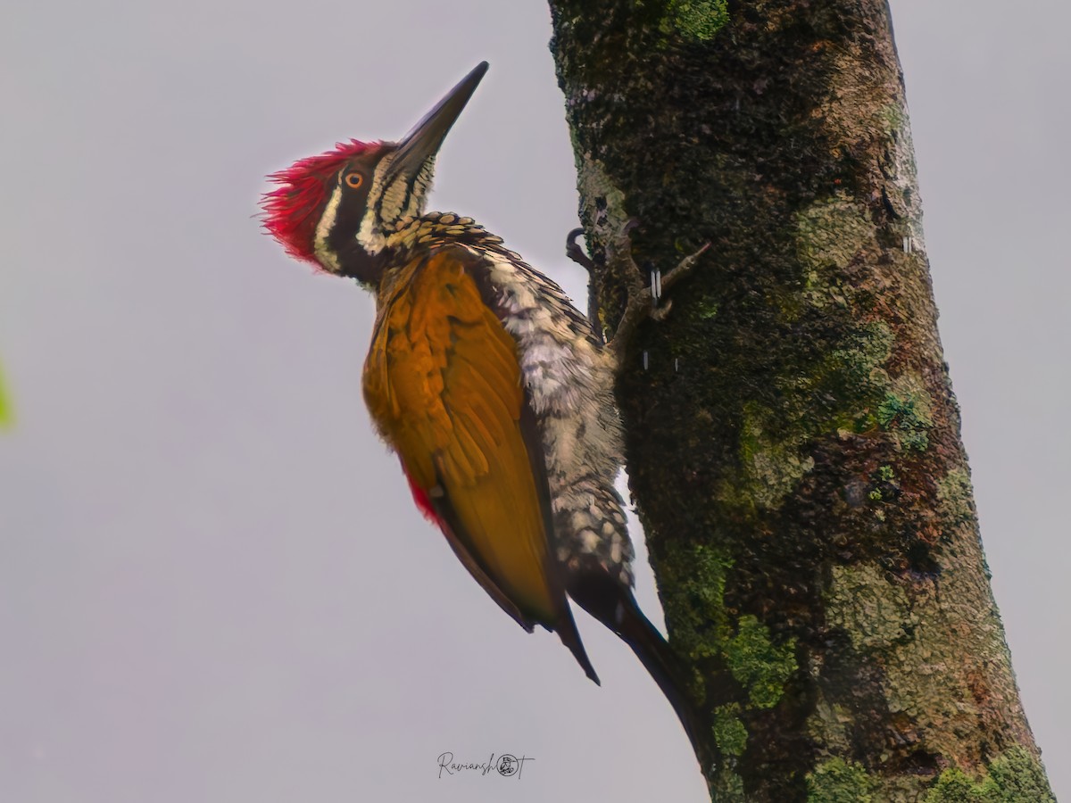 Greater Flameback - ML641283810