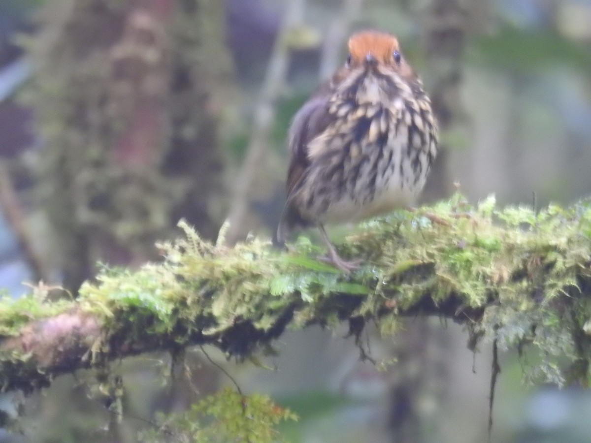 Ochre-fronted Antpitta - ML641283814