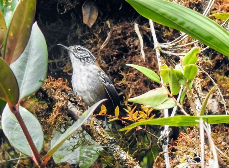 Bar-winged Wood-Wren - ML641283817