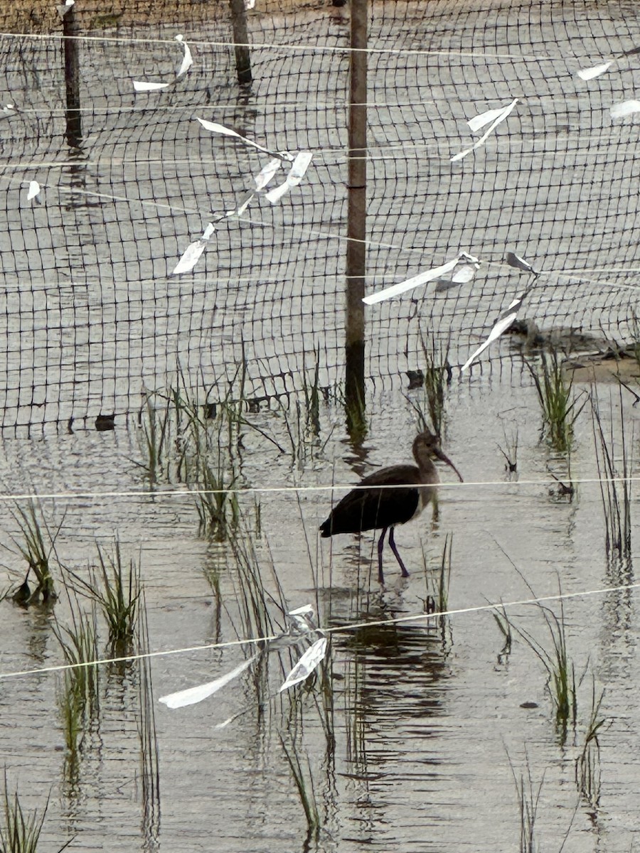 bronseibis - ML641283828