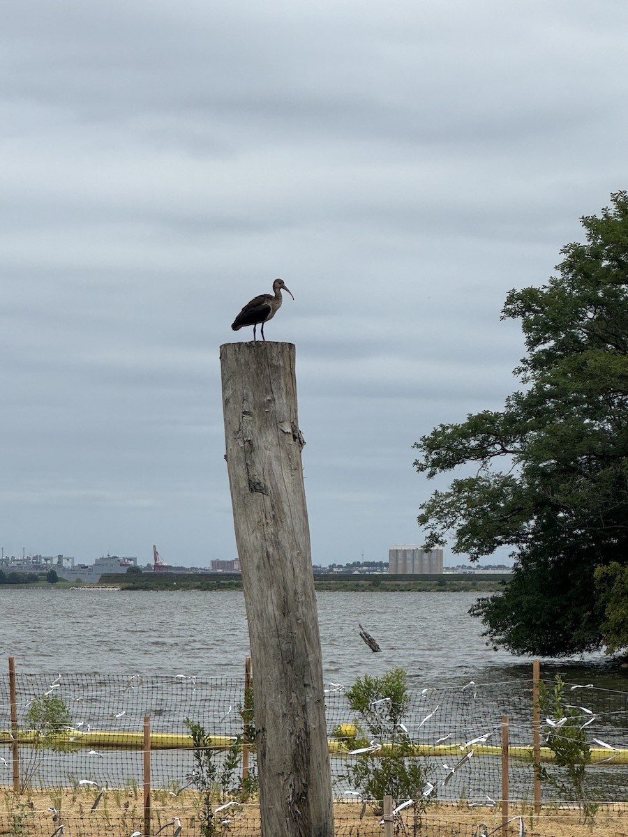 bronseibis - ML641283829