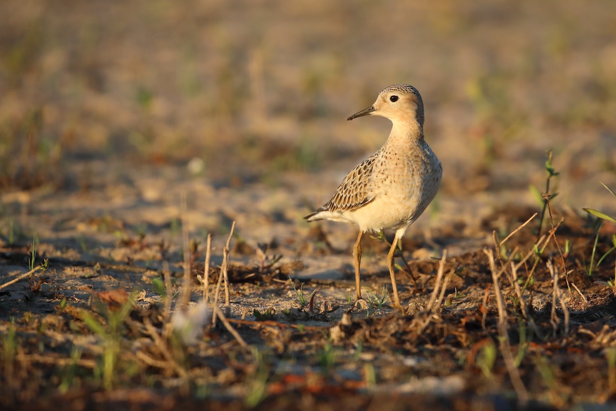 rustsnipe - ML641283847