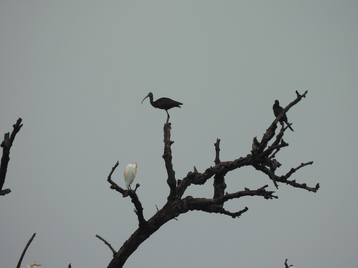 bronseibis - ML641283857