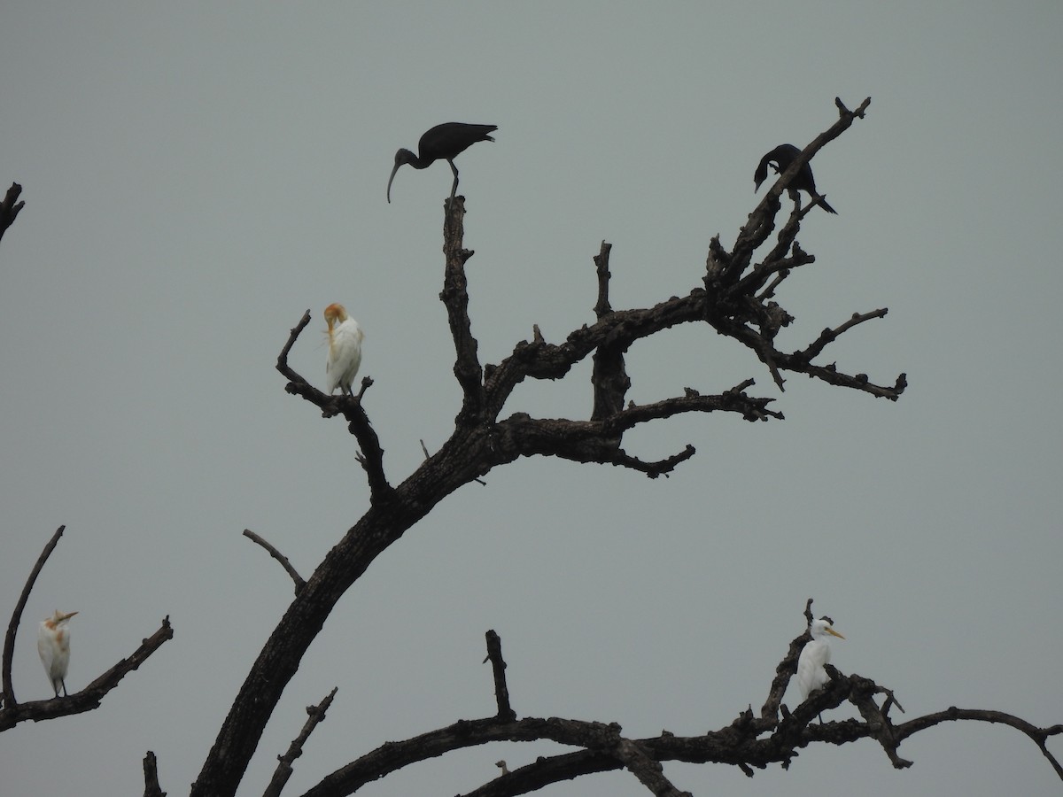 ibis hnědý - ML641283860