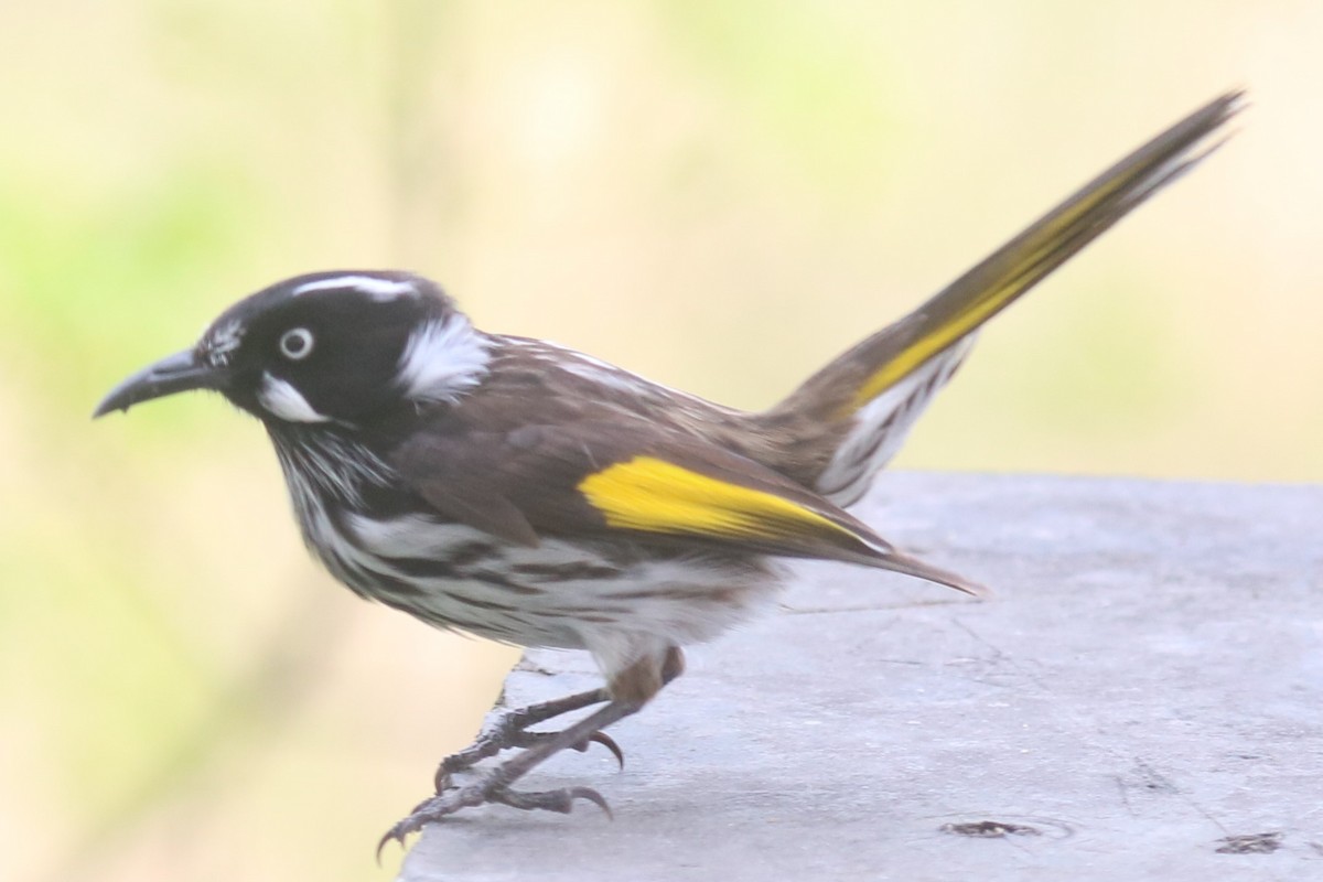 New Holland Honeyeater - ML641283864