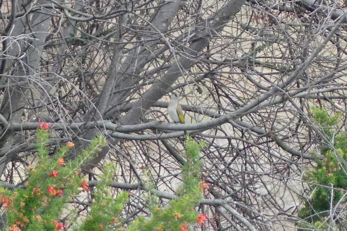 Brown Honeyeater - ML641283869