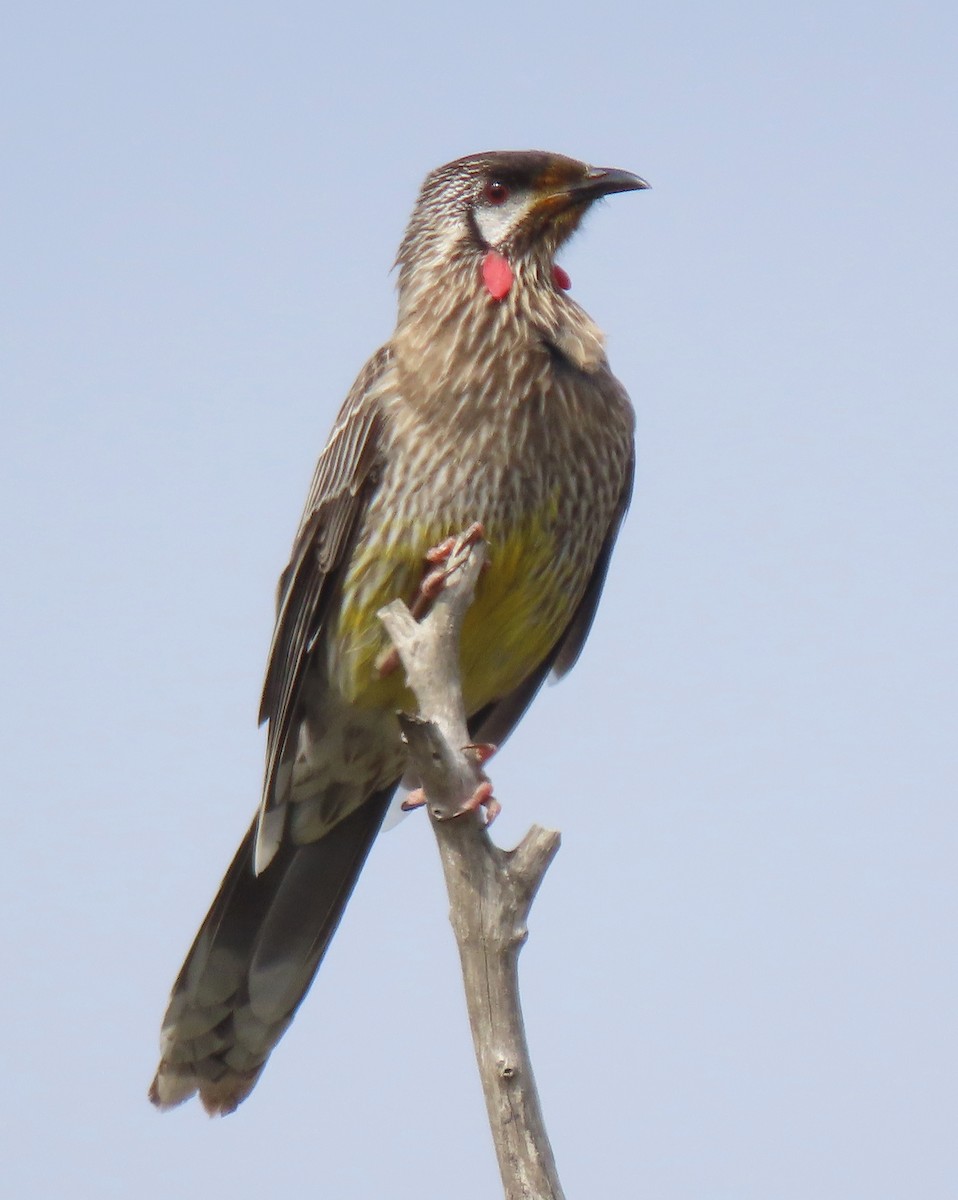 Red Wattlebird - ML641283875