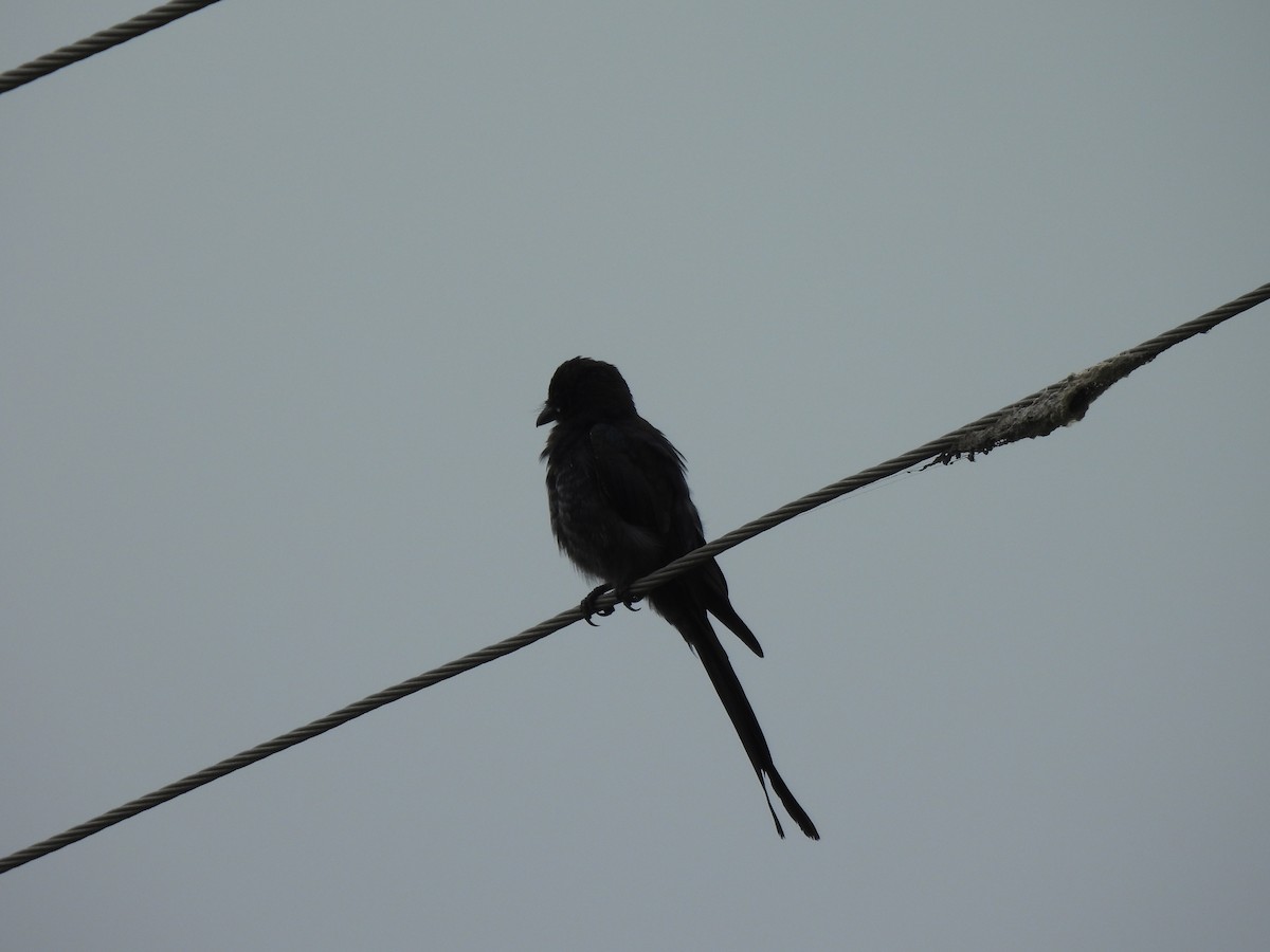 drongo černý - ML641283879