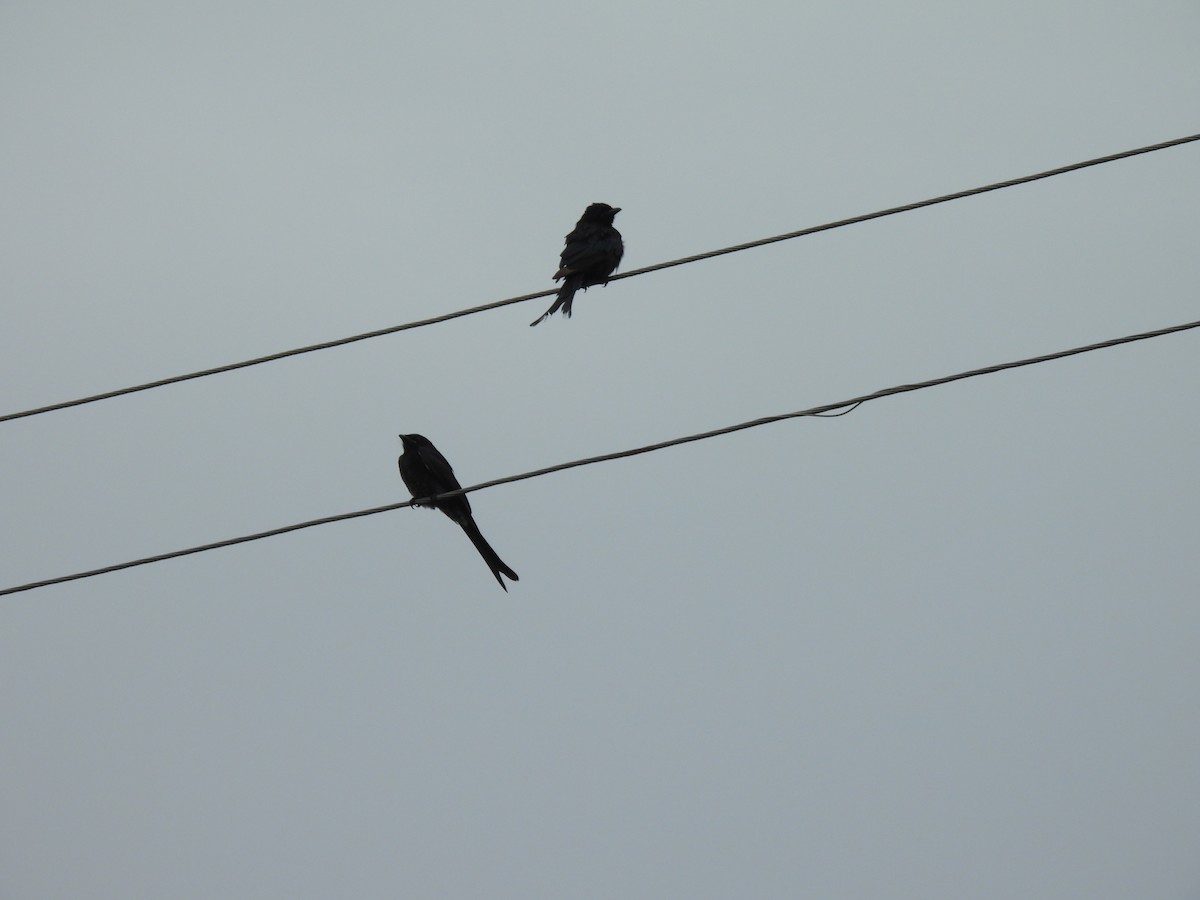 drongo černý - ML641283881
