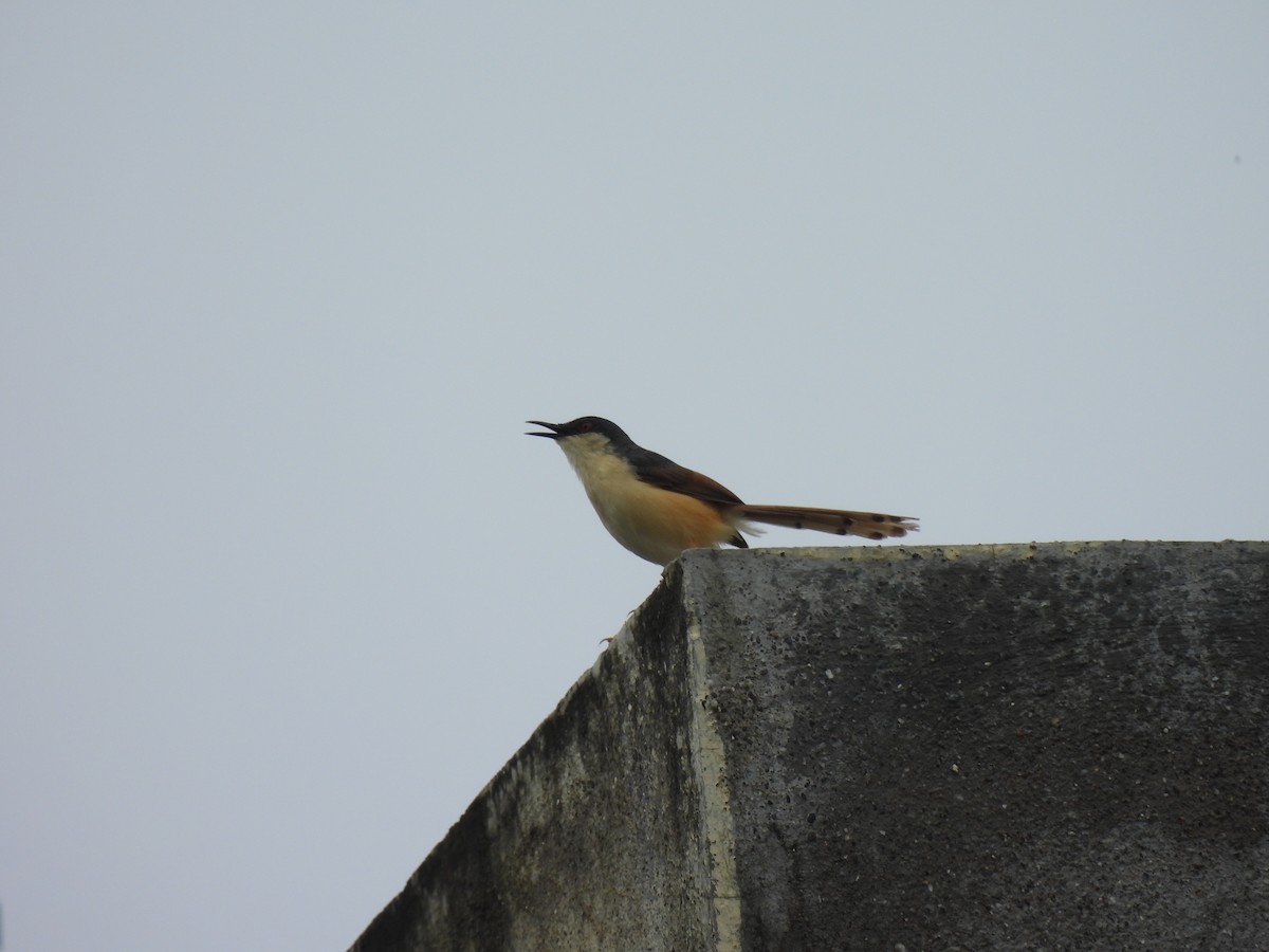 Ashy Prinia - ML641283883