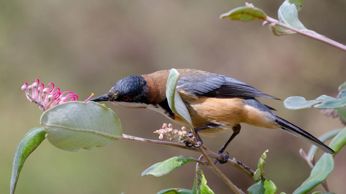 Eastern Spinebill - ML641283884