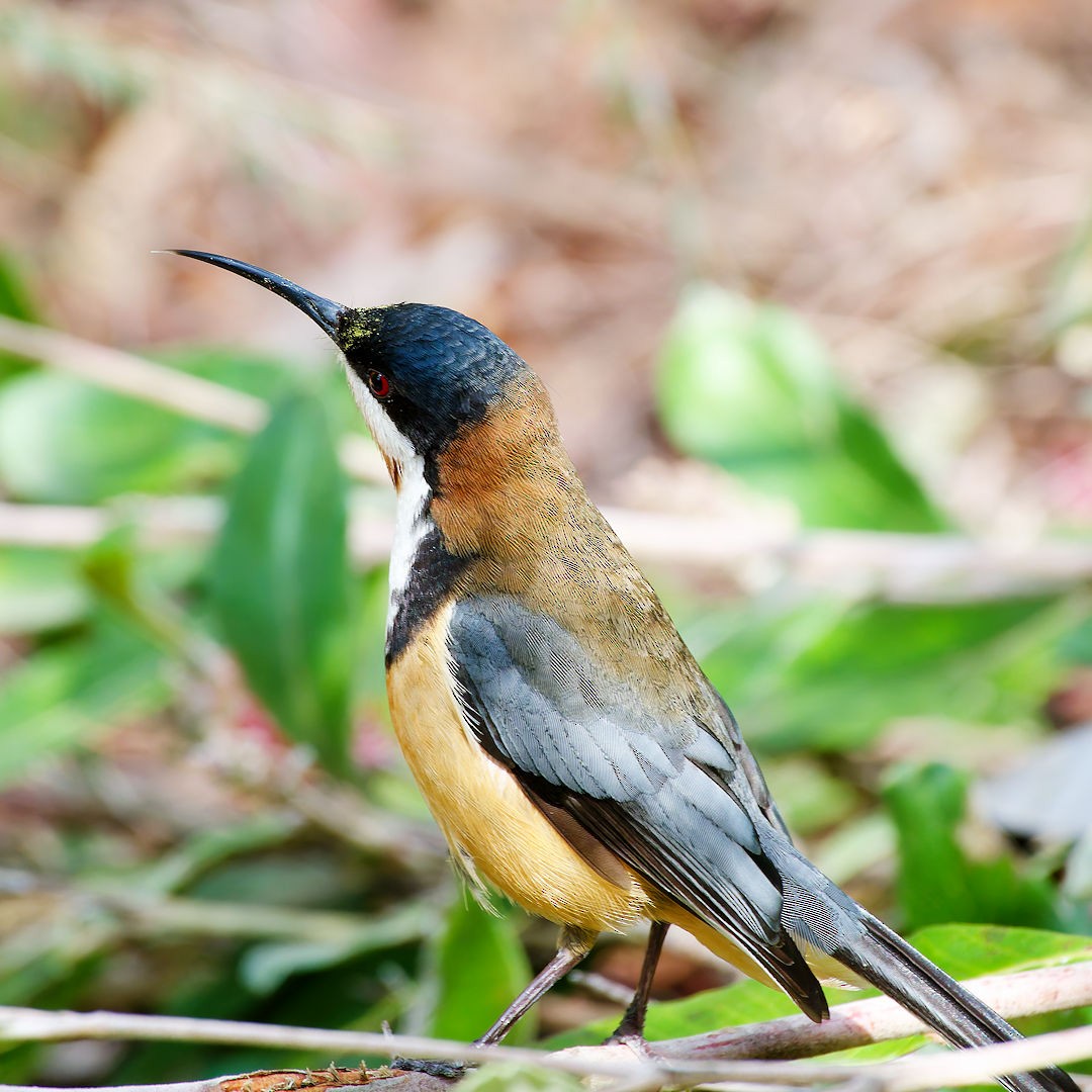 Eastern Spinebill - ML641283885