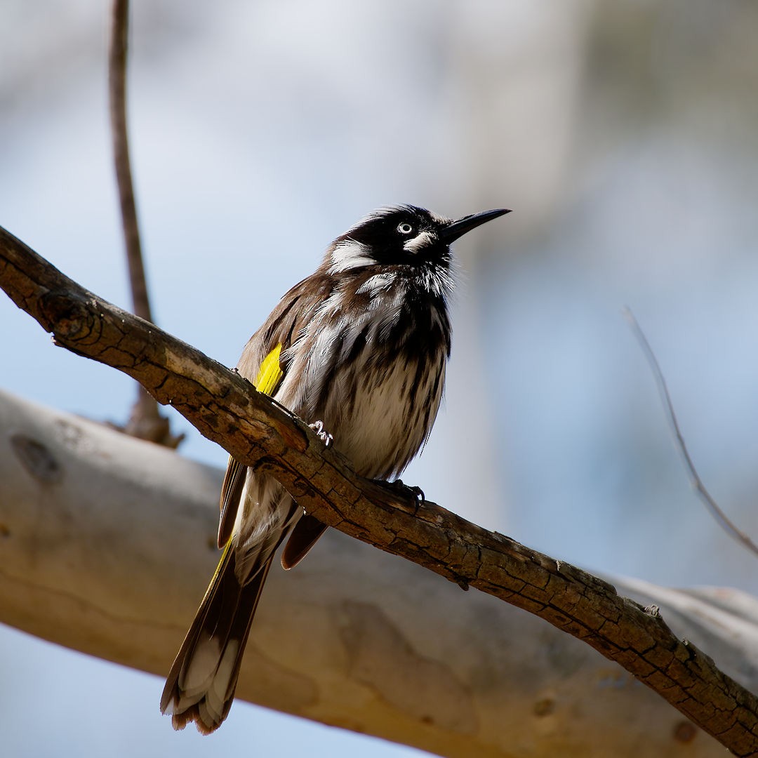 New Holland Honeyeater - ML641283887