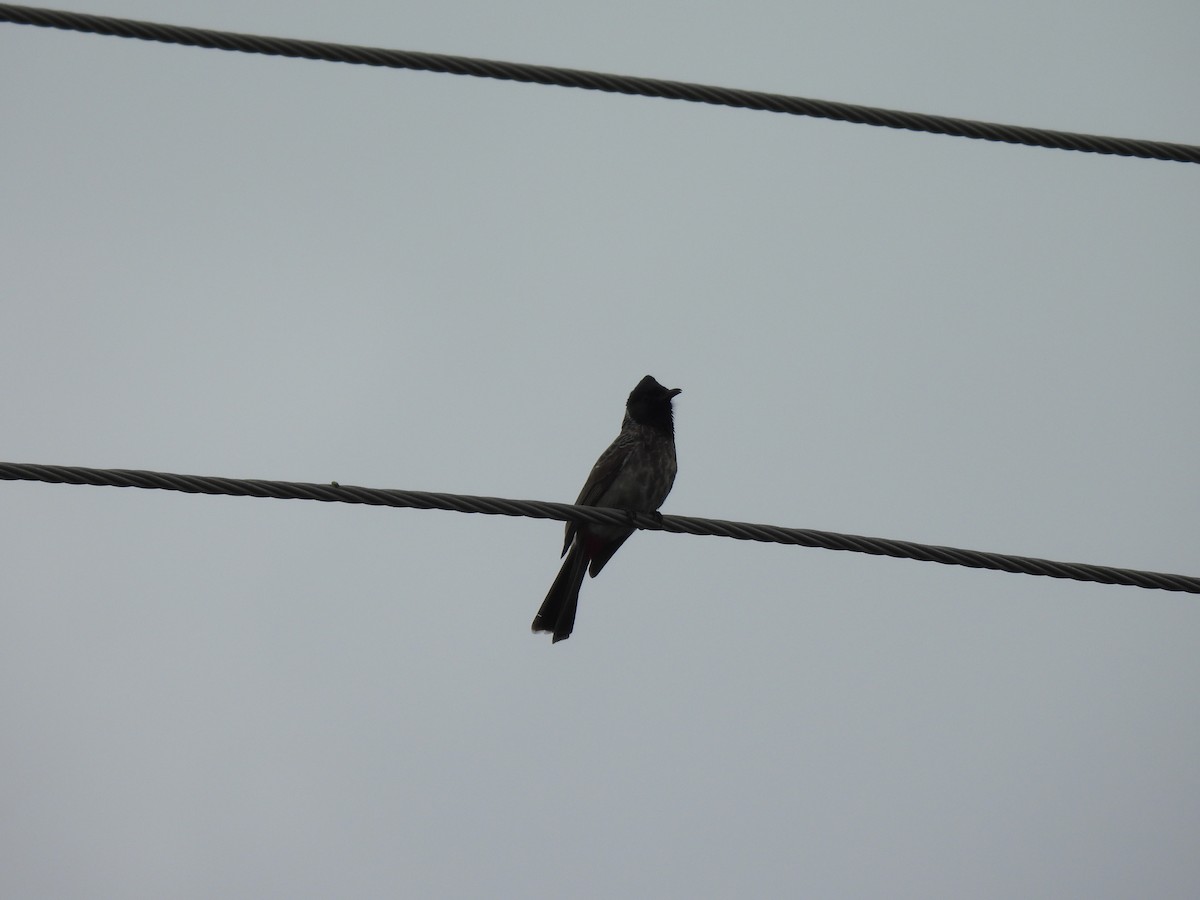 bulbul šupinkový - ML641283889