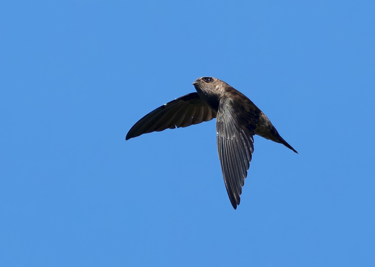 White-nest Swiftlet (White-nest) - ML641283907