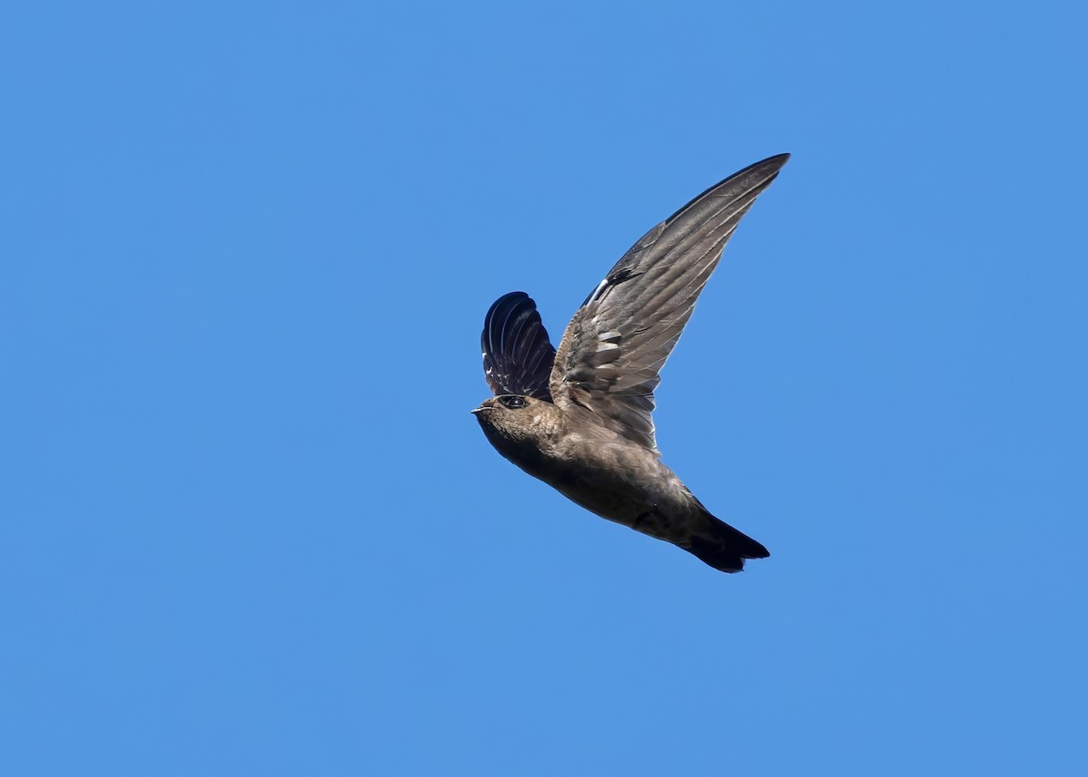 White-nest Swiftlet (White-nest) - ML641283908