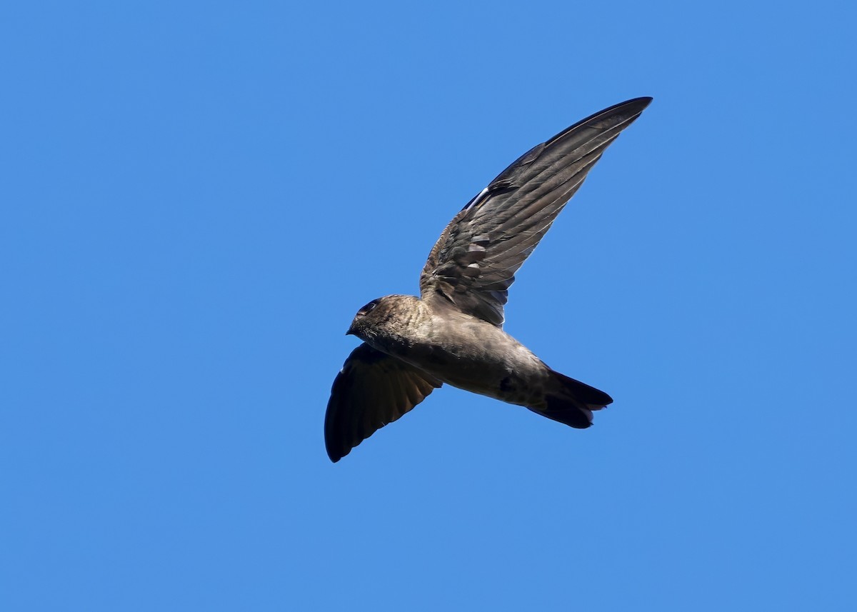 White-nest Swiftlet (White-nest) - ML641283909
