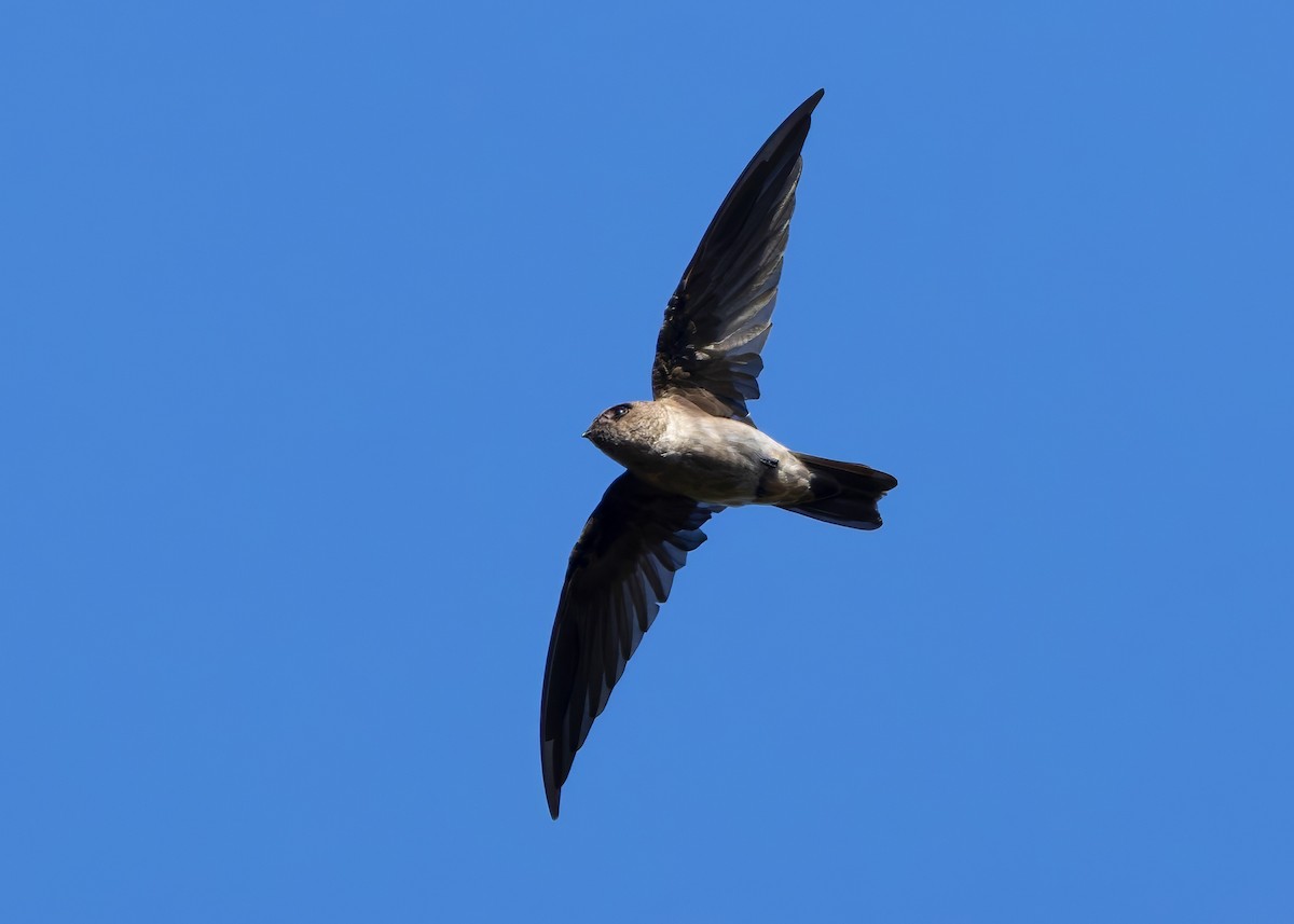 White-nest Swiftlet (White-nest) - ML641283910