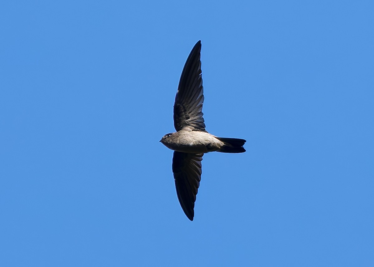 White-nest Swiftlet (White-nest) - ML641283911