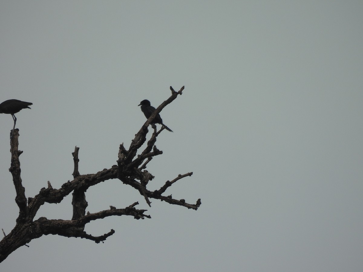 Little Cormorant - ML641283932