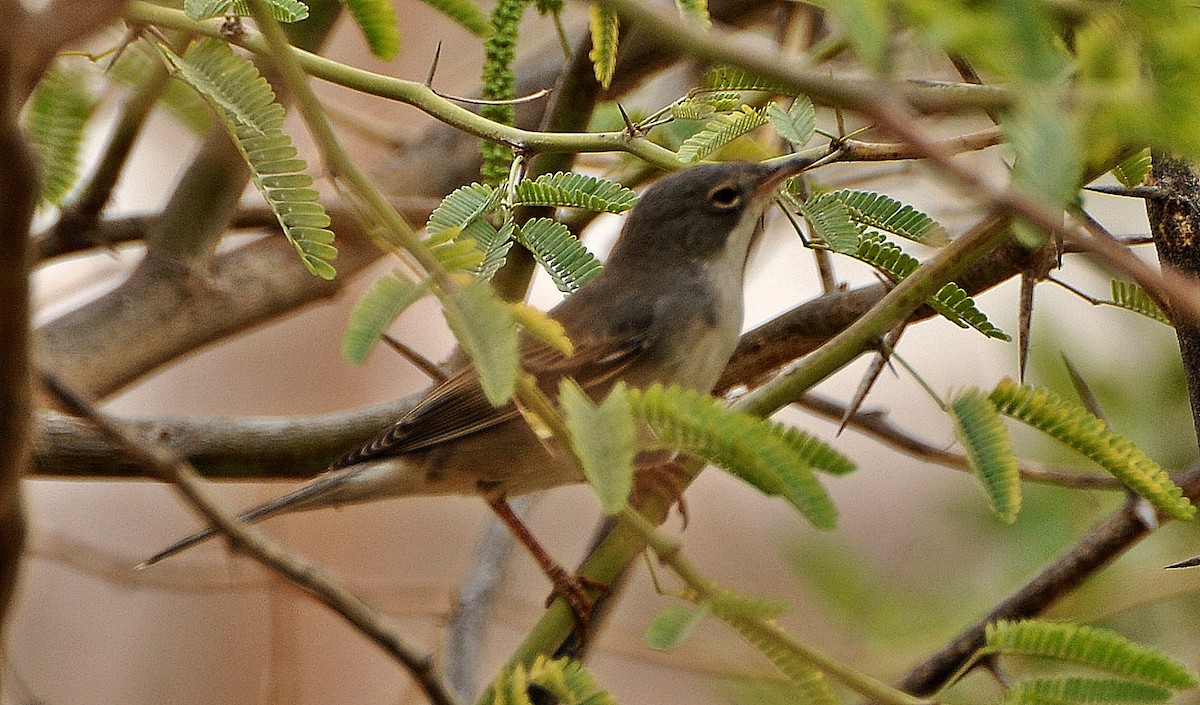 Menetries's Warbler - ML641283937