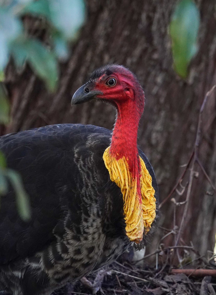 Australian Brushturkey - ML641283942