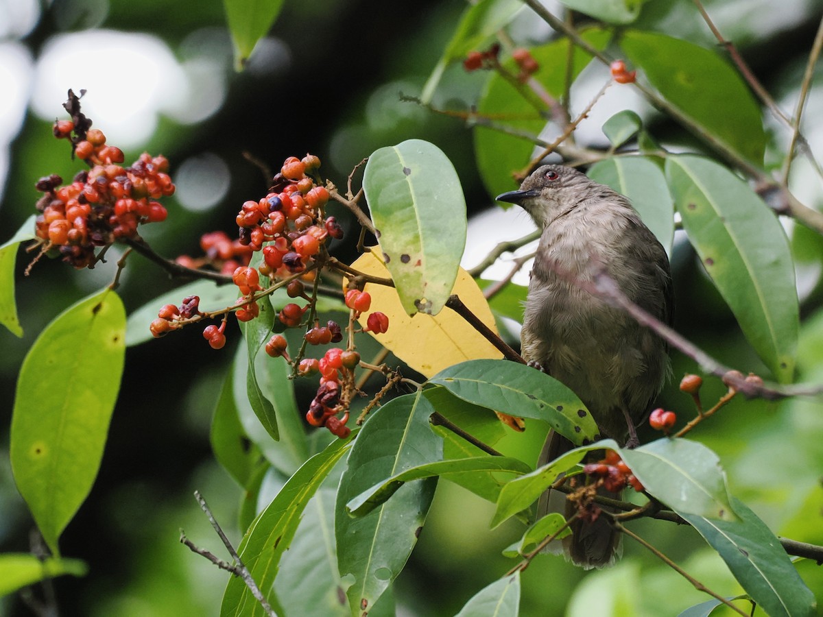Olive-winged Bulbul - ML641283943