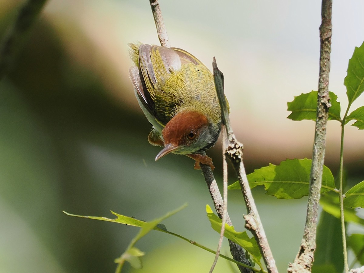 Dark-necked Tailorbird - ML641283945