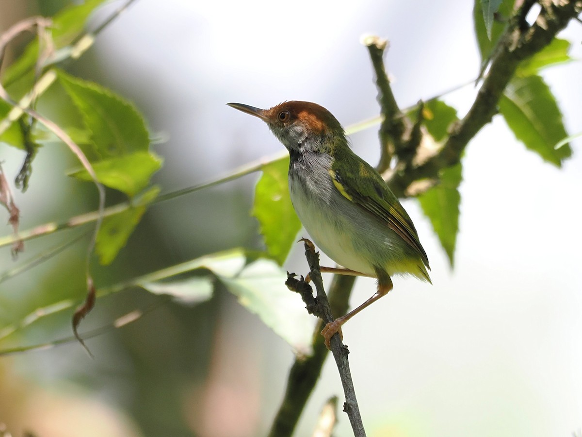 Dark-necked Tailorbird - ML641283946