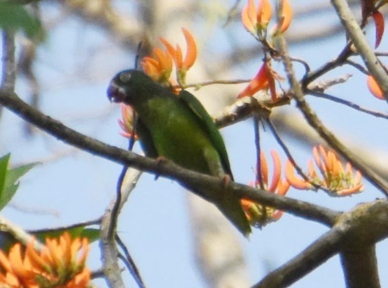 Tui Parakeet - ML641283952