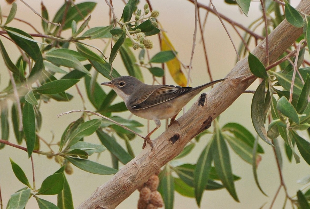 Greater Whitethroat - ML641283955