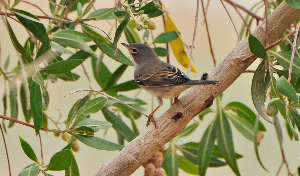 Greater Whitethroat - ML641283956