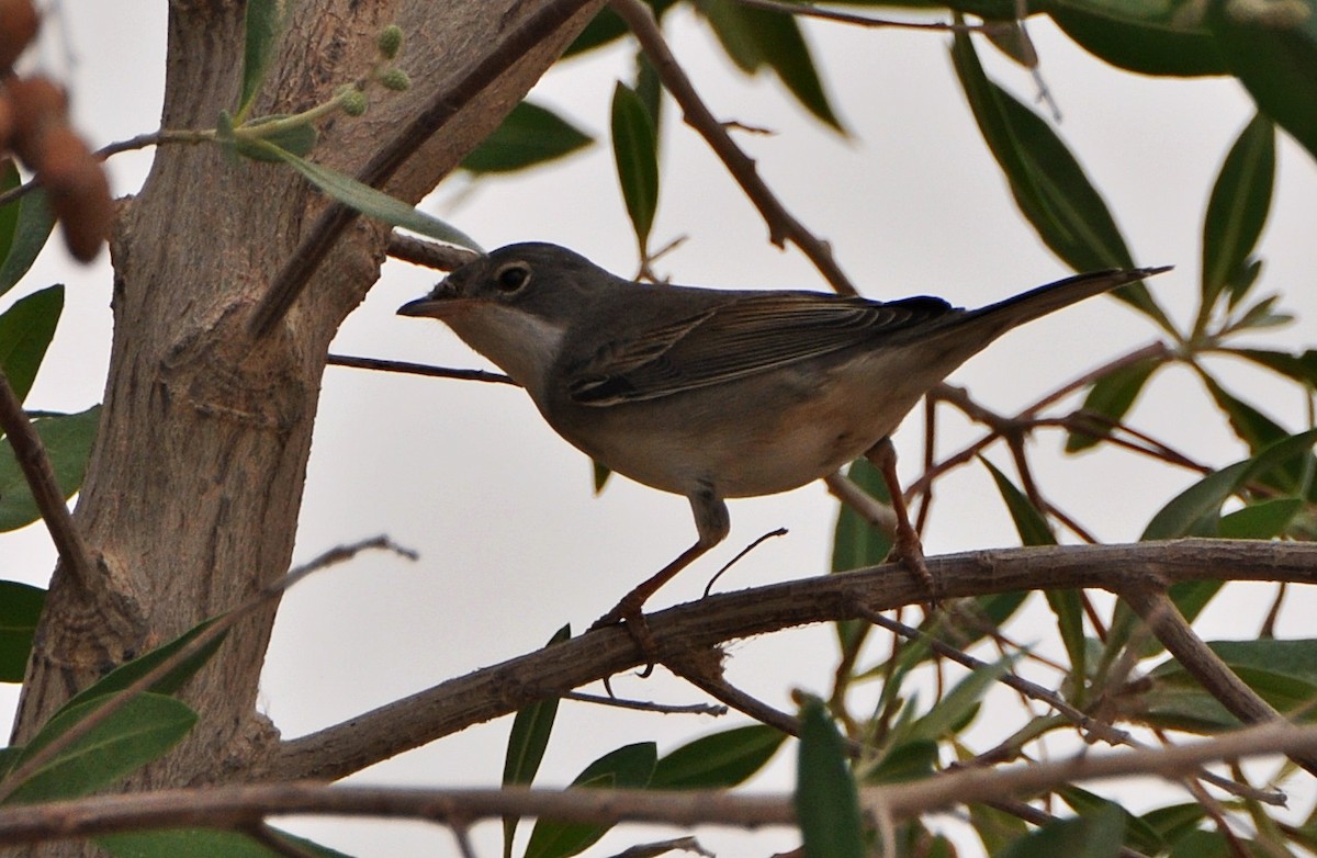 Greater Whitethroat - ML641283958
