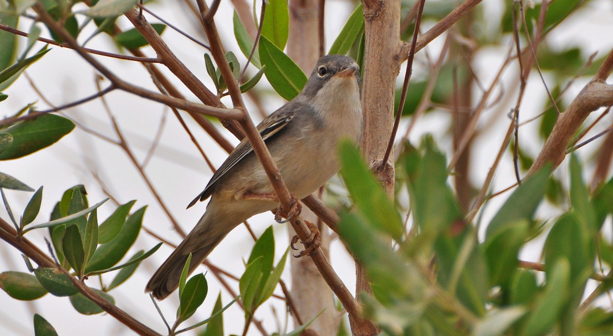 Greater Whitethroat - ML641283959