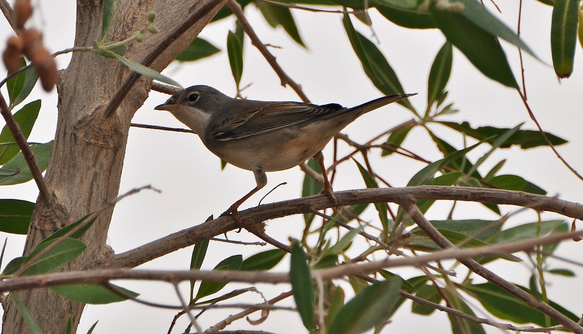 Greater Whitethroat - ML641283960