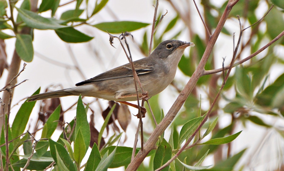Greater Whitethroat - ML641283961