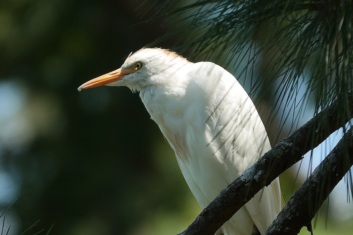 Western Cattle-Egret - ML641283964