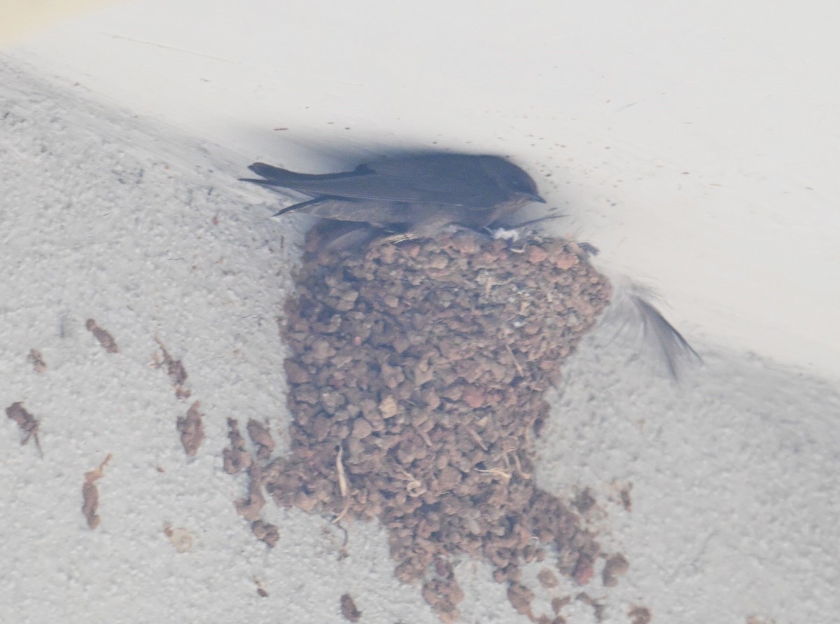 Dusky Crag-Martin - ML641283969