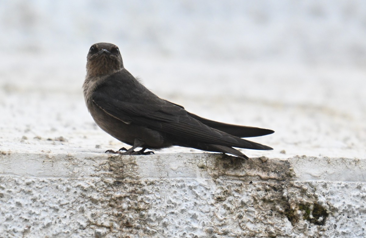 Dusky Crag-Martin - ML641283970