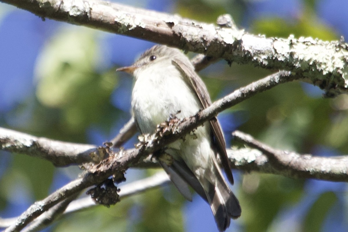 Empidonax sp. - ML641283971