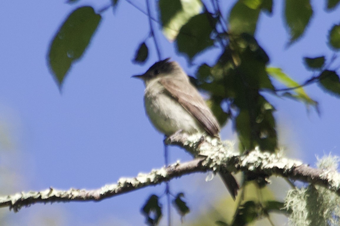 Empidonax sp. - ML641283972