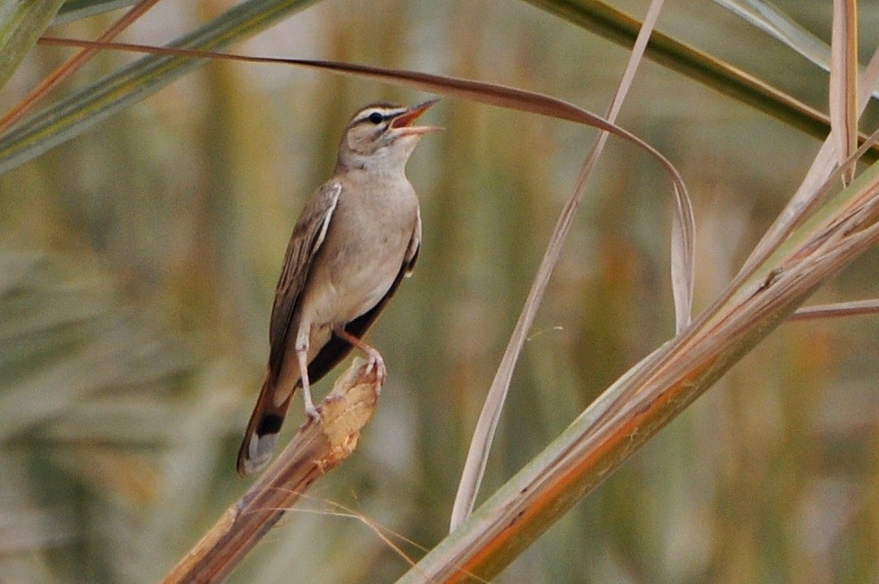 Rufous-tailed Scrub-Robin - ML641283982
