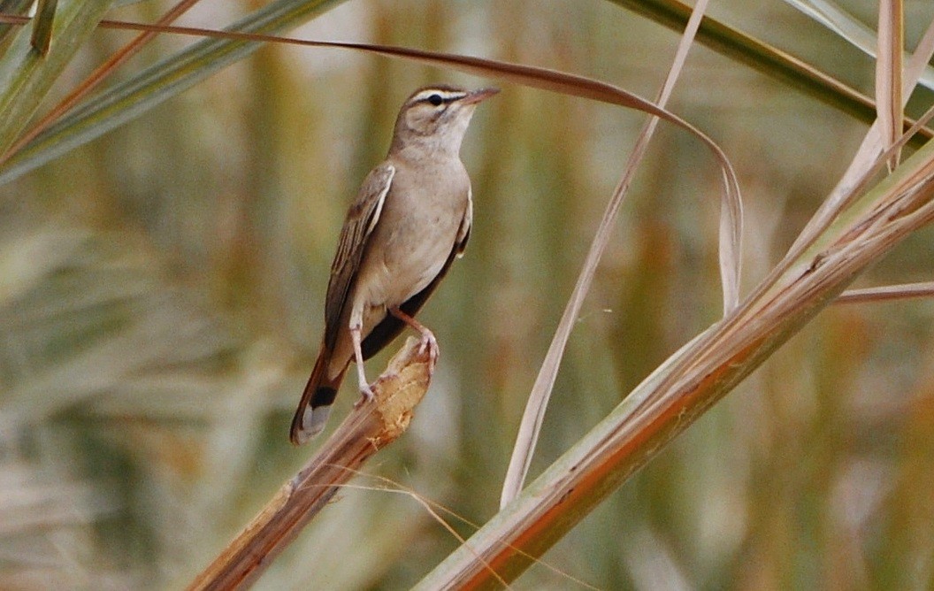 Rufous-tailed Scrub-Robin - ML641283983