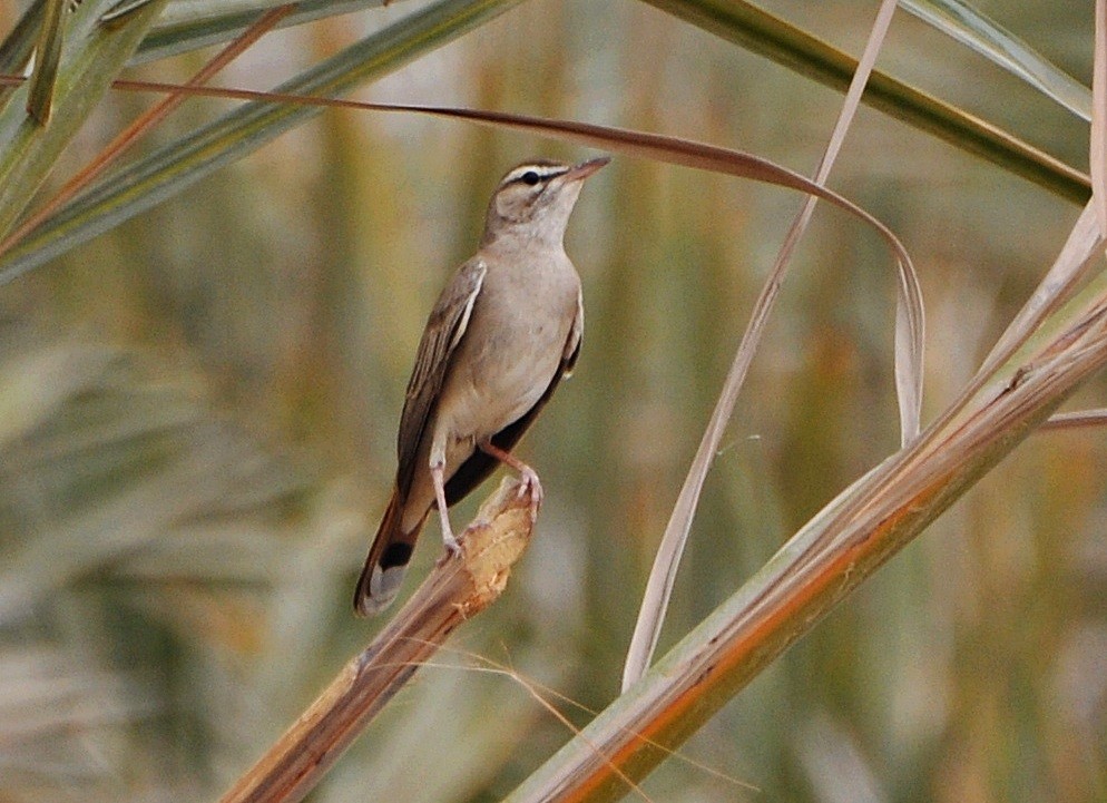 Rufous-tailed Scrub-Robin - ML641283984