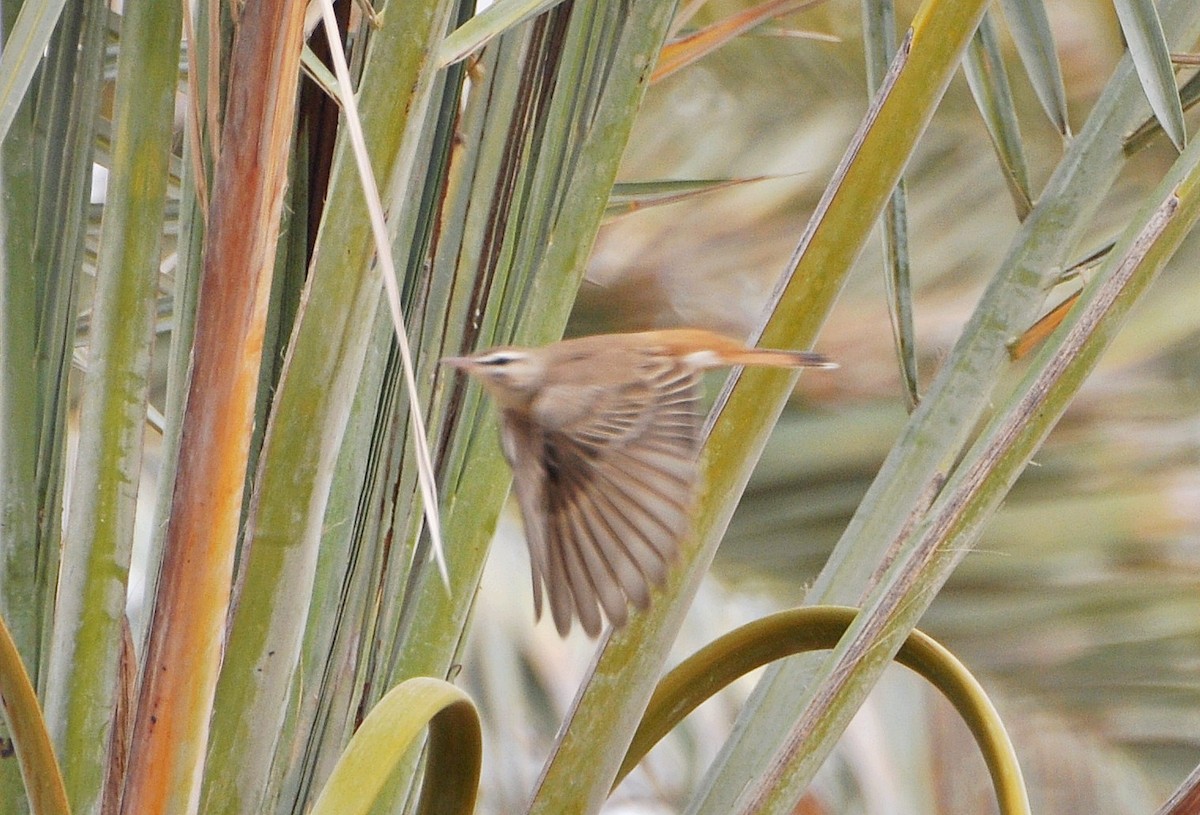 Rufous-tailed Scrub-Robin - ML641283985
