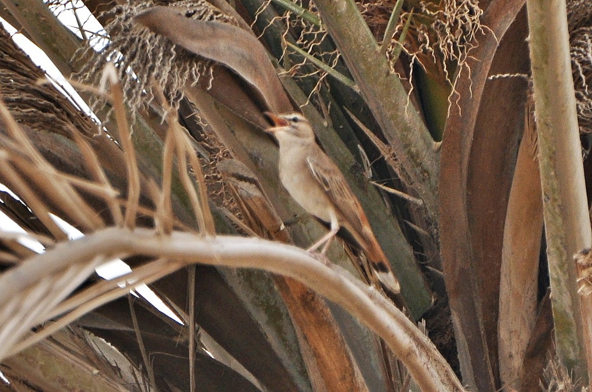 Rufous-tailed Scrub-Robin - ML641283986