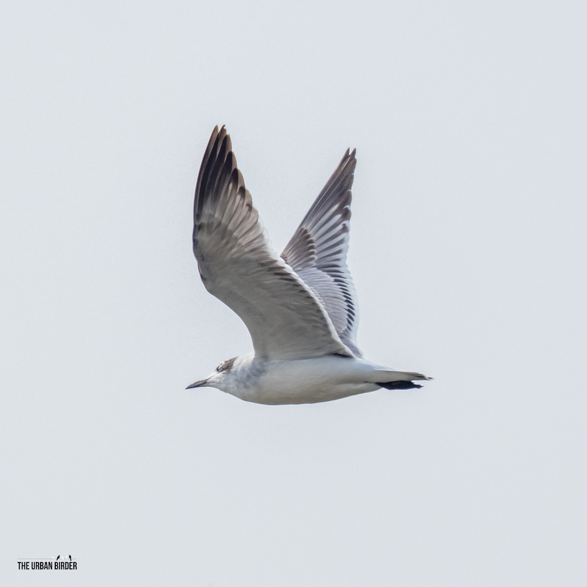 Франклинова чайка - ML641283987